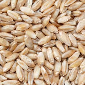 Wheat - Durum - $2.49 per lb
