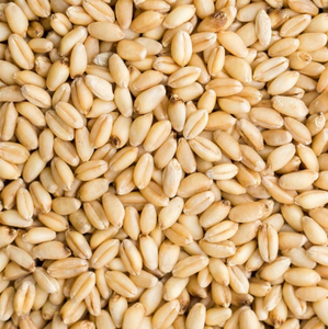 Wheat - Hard White - $1.79 per lb